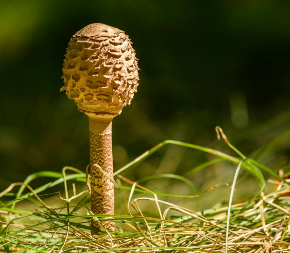 Macrolepiota Procera: el majestuoso hongo de los prados